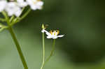 American umbrellaleaf